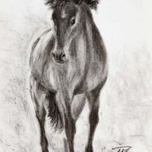 Pferd in Bewegung