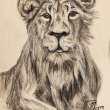 Junger Löwe