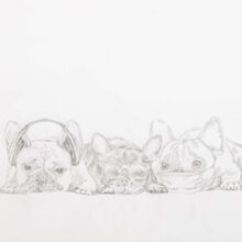 Hunde