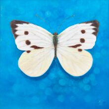 Schmetterling